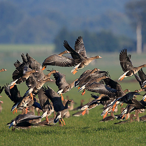 Weinig kroost voor kolgans