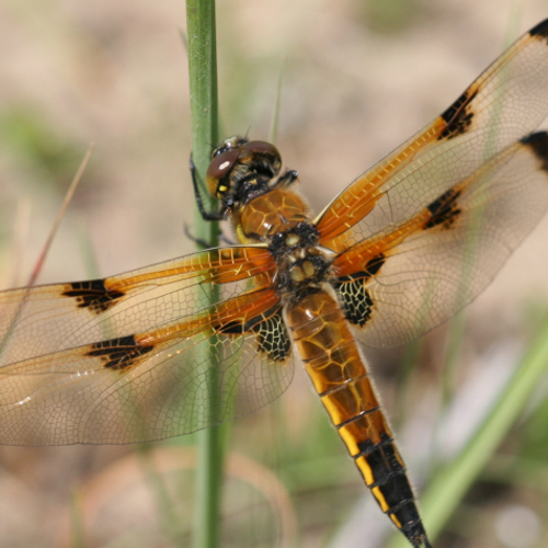 Zuid-Kennemerland is een libellenwalhalla