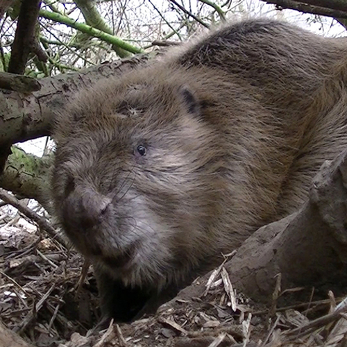 'Beaver deceiver' tegen beveroverlast