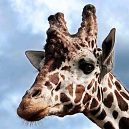 Niet één, maar vier soorten giraffe