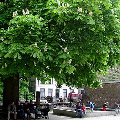 Fotogalerij paardenkastanje compleet