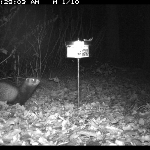 Wildcams filmen verborgen leven in de tuin