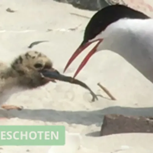 Kuiken propt een visje naar binnen