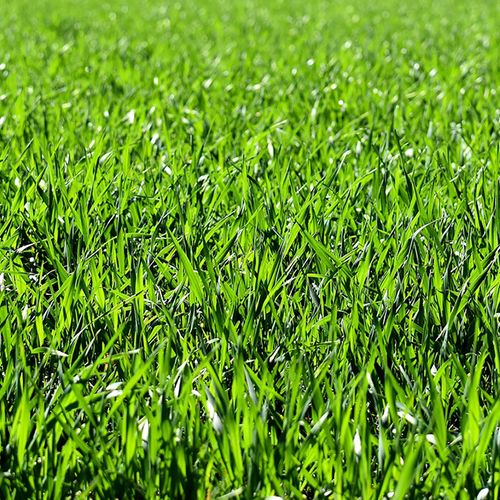 Afbeelding van Biologische landbouw in Nederland opnieuw gegroeid