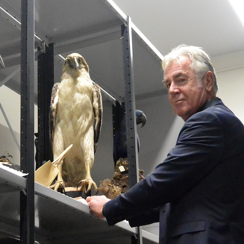 Natuurmuseum Brabant: de apenarend