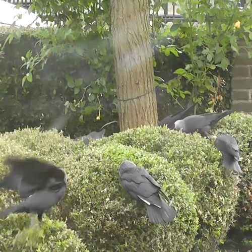 Vogels eten buxusmotrupsen