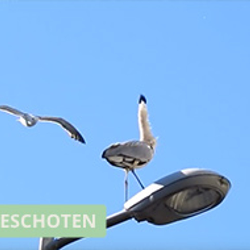 Meeuw valt reiger aan