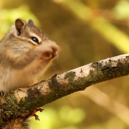 Siberische grondeekhoorn poetst zich | Zelf Geschoten