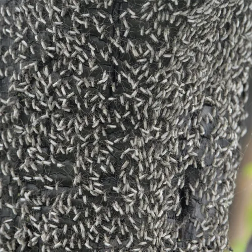 Afbeelding van Waarom zitten honderden vliegjes op verkoold hout na natuurbrand?