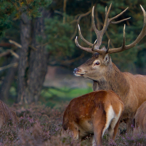 'Afsluiten ecoduct niet zomaar acceptabel'