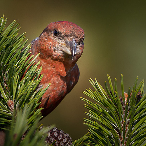 Fenolijn 035-6711338