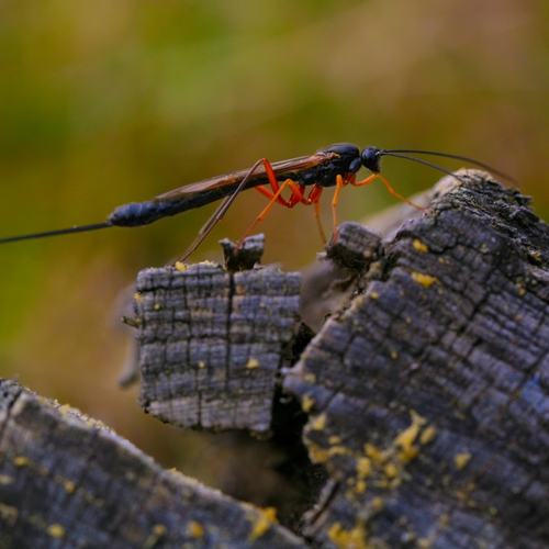 Legboor van sluipwesp model voor medische naald