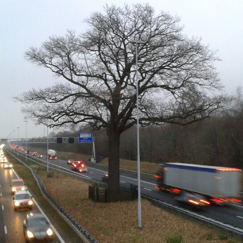 Troeteleik Boom van het Jaar