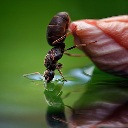 Slimme mieren vervoeren honing