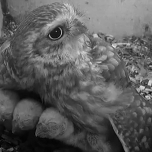 Steeds beter beeld bij Beleef de Lente