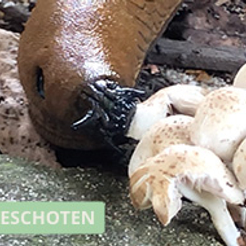 Naaktslak smult van paddenstoel