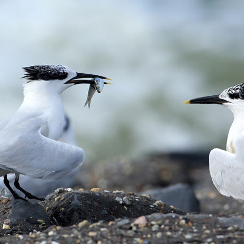 ‘Stop werkzaamheden op Texel bij broedende vogels’