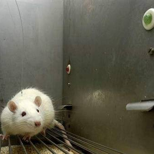 Veel dierproeven in toekomst niet meer nodig