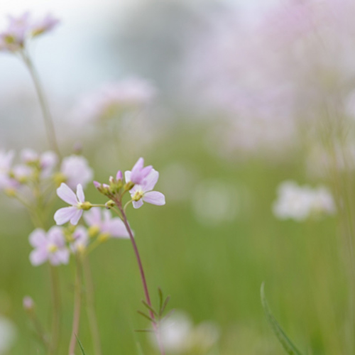 Pinksterbloemen in bloei