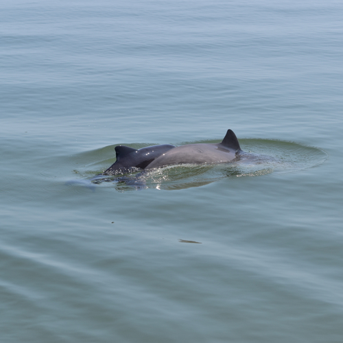 Afbeelding van Jonge bruinvis gevonden op het strand, later overleden in opvang
