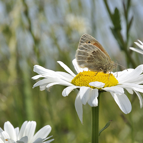 Petitie WNF: natuurvriendelijke landbouw