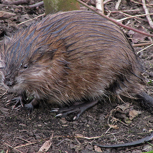 Afbeelding van Waterschappen hebben vorig jaar 85.000 muskusratten gevangen