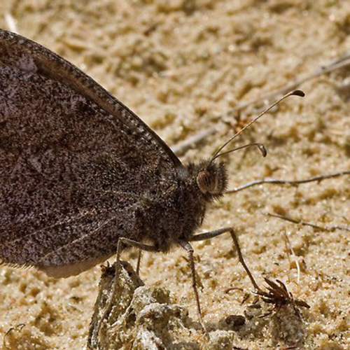 Aantal vlindersoorten daalt weer in Nederland