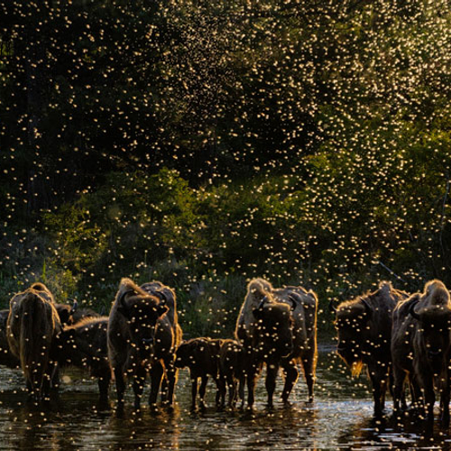 Natuurfotograaf van het jaar