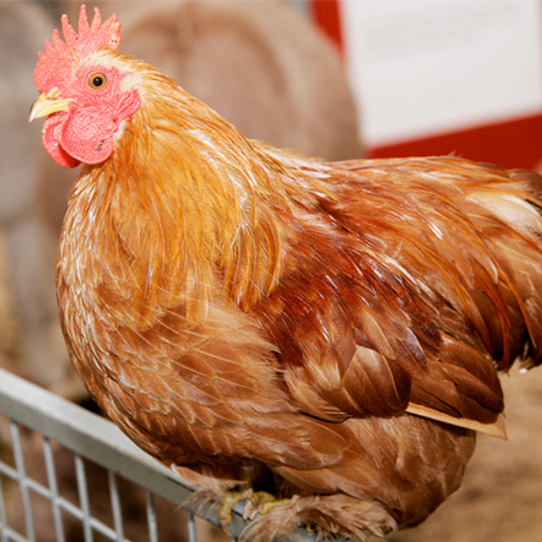 Noodzaak brandveilige stallen bevestigd