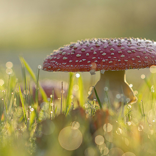 Paddenstoelengeluk; van vliegenzwam tot toverchampignon.