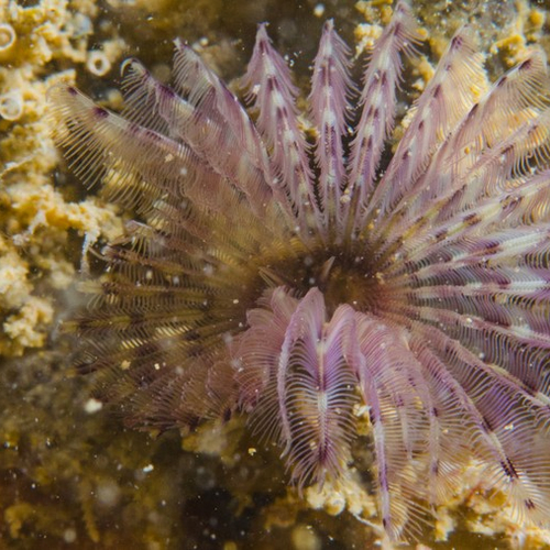 Paarse kokerworm rukt verder op in de Oosterschelde