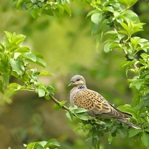 Groningen Airport mag vogels en zoogdieren bejagen