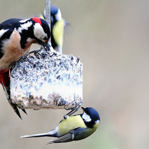 Publiek onderzoekt gedrag dieren in eigen tuin