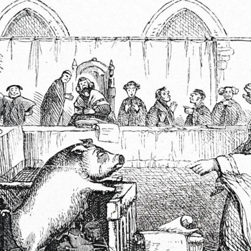 Afbeelding van In Middeleeuwen kon je als varken of bijenvolk de doodstraf krijgen