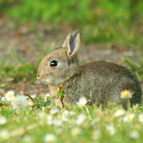 Konijnen in het wild