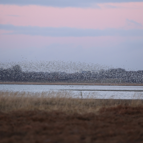 Subsidie voor broedeilanden in het Brabantse Markiezaat