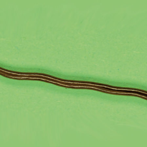 Opmars van de exotische landworm