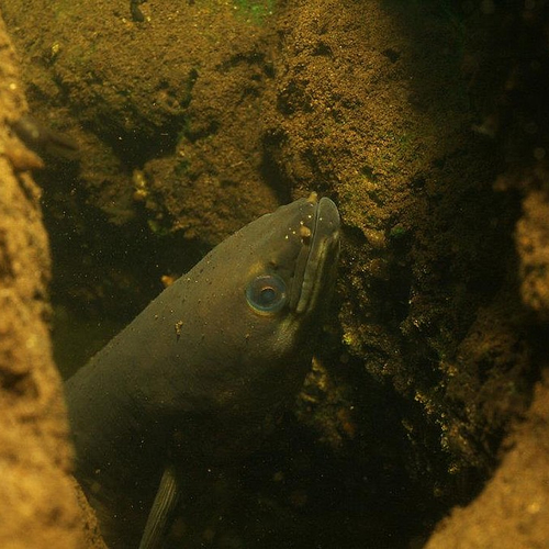 Glasaaltje uitgezet in het Markermeer