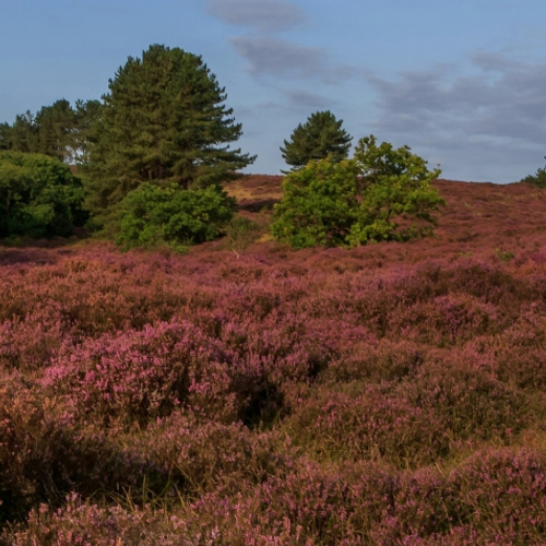Grote Duitse heidebrand vlakbij Nederland