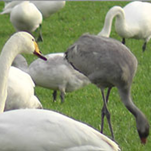 Kraanvogel tussen de zwanen