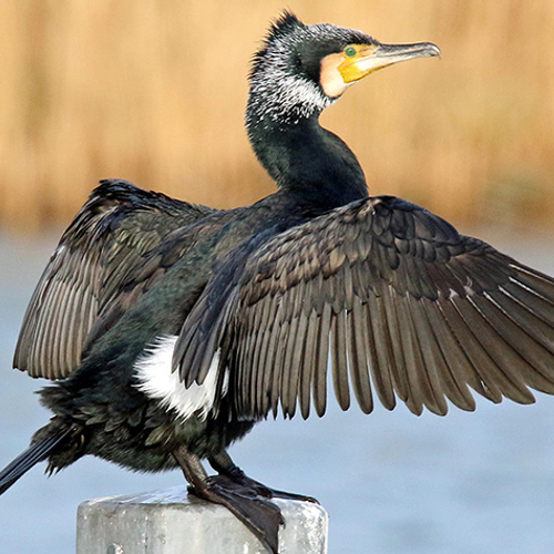 Aalscholvers in het Naardermeer