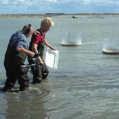 Banjeren door gloednieuw natuurgebied Marker Wadden