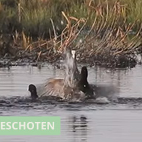 Vechtende meerkoeten