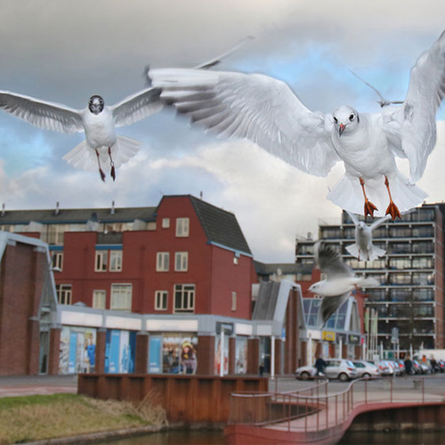 Bijzondere natuurfoto's met korte lens