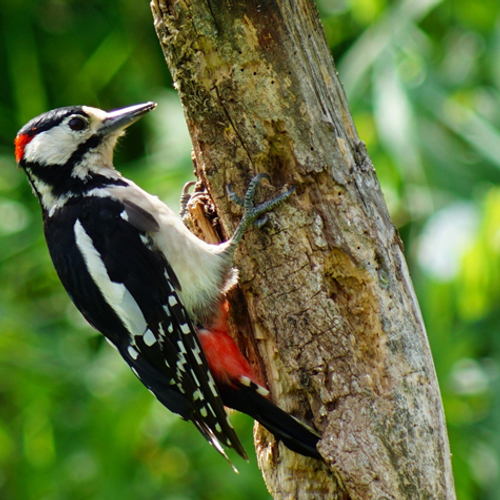 Boete voor vernielen nest van bonte specht