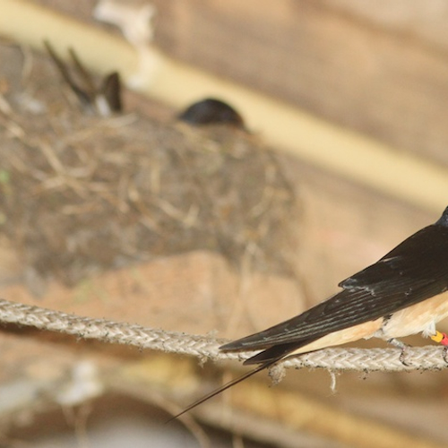 Boerenzwaluwen zitten vol met gif