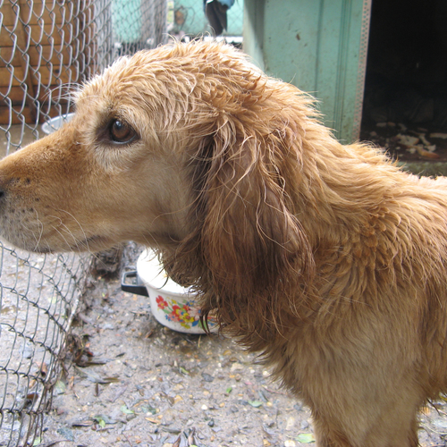 Inspectie Dierenbescherming helpt vooral hond