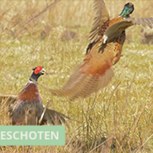 Winnaar Zelf Geschoten: vechtende fazanten