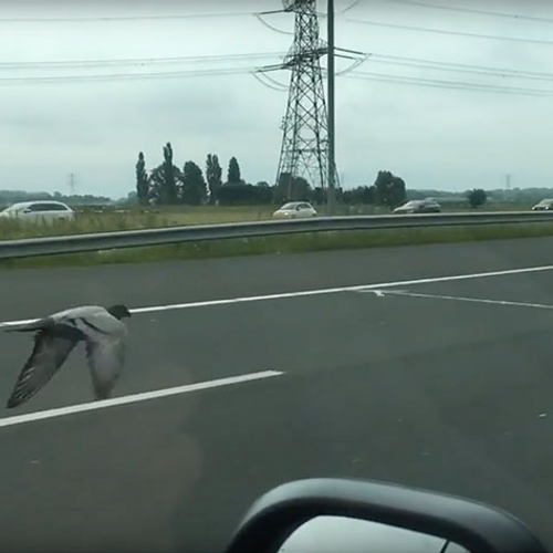 Miljoen kijkers voor race-duif