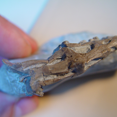 Zeemonster in Twente